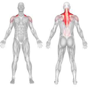 Treino, Musculação, fitness