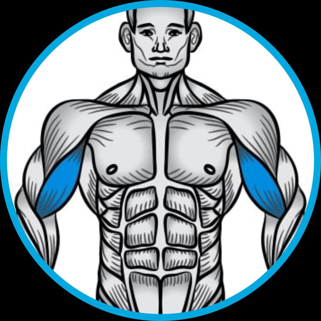 Treino, Musculação, fitness