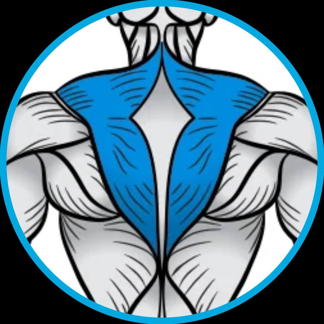 Treino, Musculação, fitness