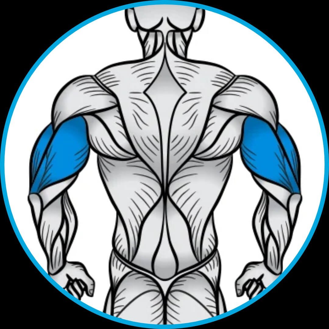 Treino, Musculação, fitness